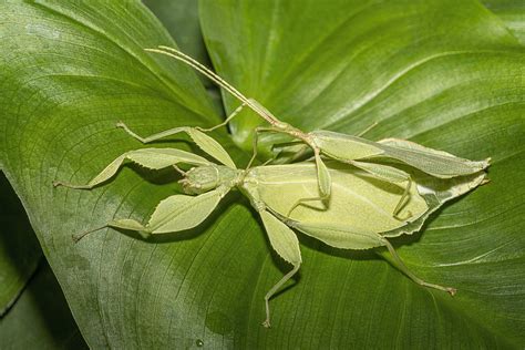 insects philippines|phyllium philippinicum.